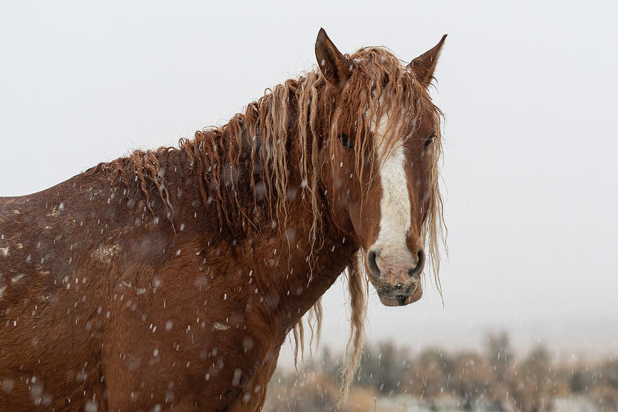 The Rockstar Stallion Photograph by Mary Hone