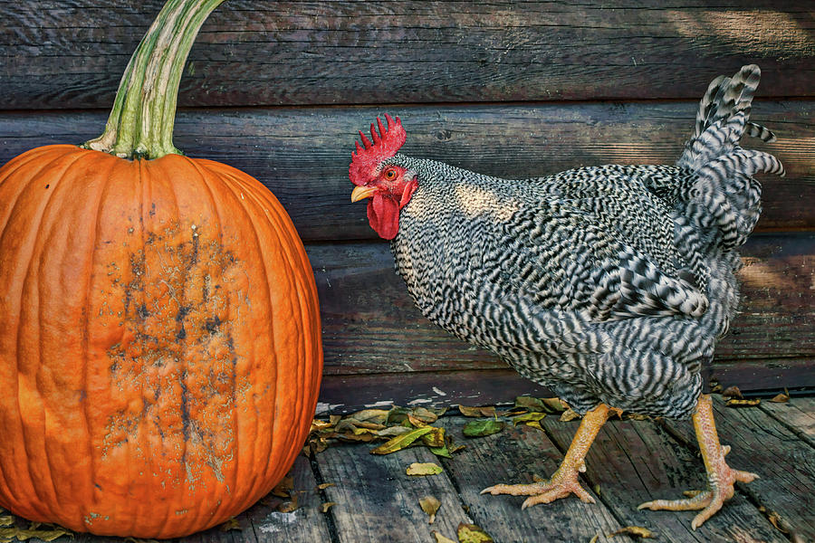The Rooster and the Pumpkin #1 Photograph by Nikolyn McDonald