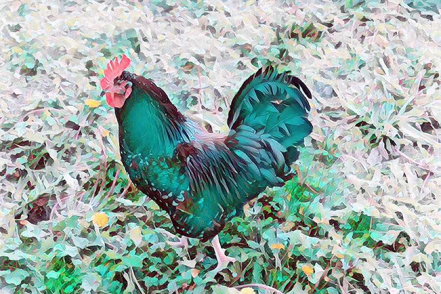 The Rooster Colorful Photograph by Cathy Anderson