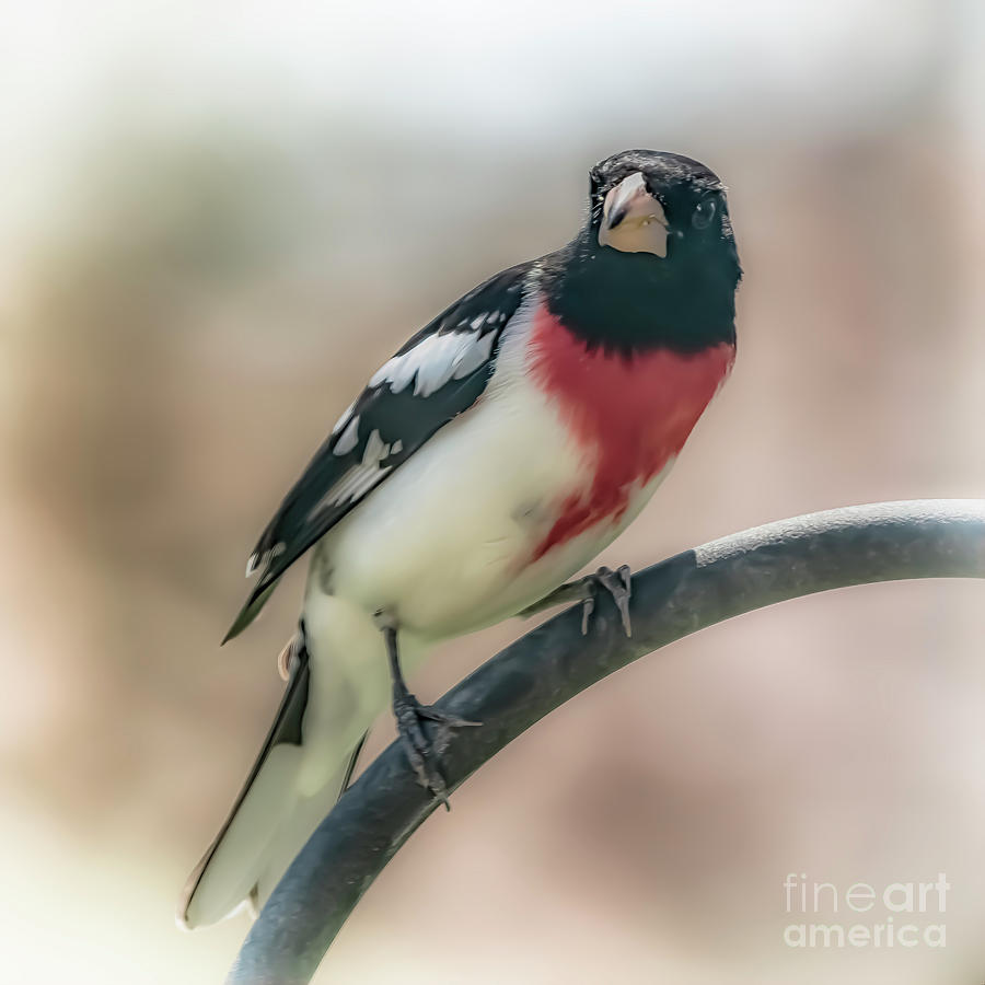 The Rose Breasted Grosbeak Photograph by Janice Pariza