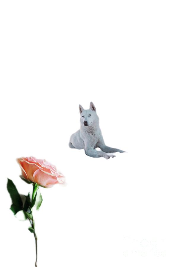 The Rose Dog Digital Art