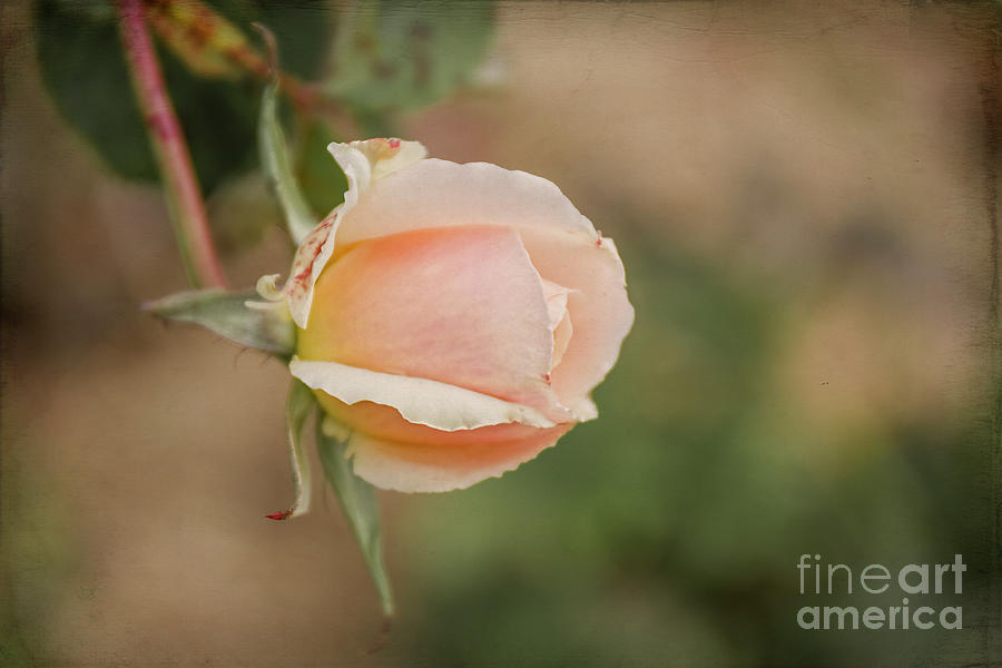 The Rose Photograph by Elaine Teague