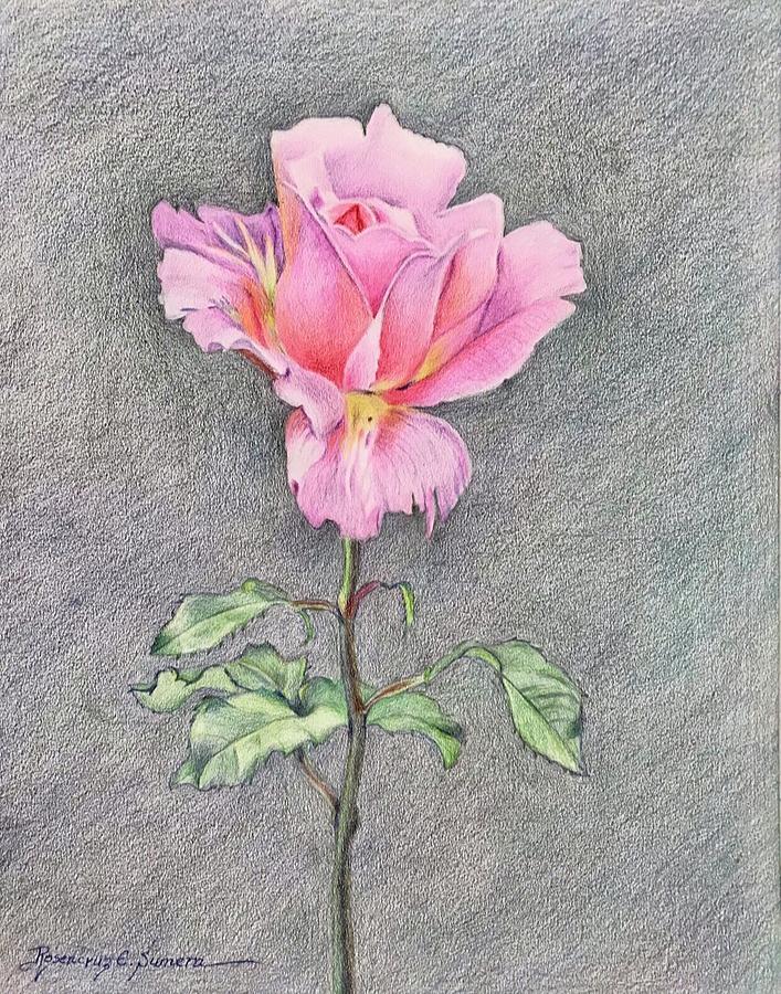 The Rose for Tess Drawing by Rosencruz  Sumera