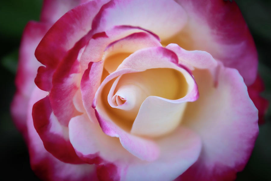 The Rose Photograph by Gary Geddes