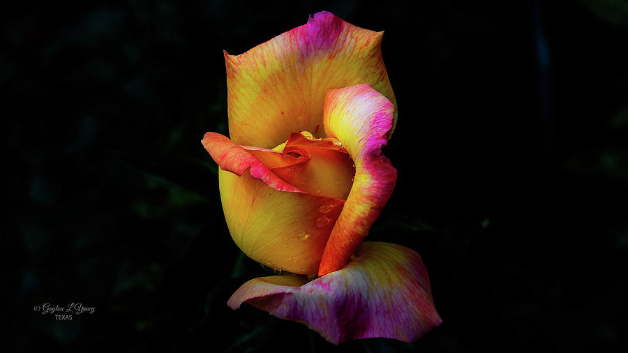 The Rose Photograph by G Lamar Yancy