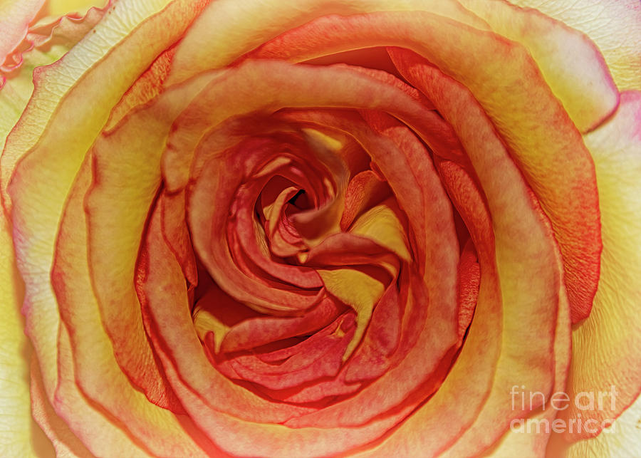 The Rose in Pink Yellow Orange Photograph by Janice Pariza