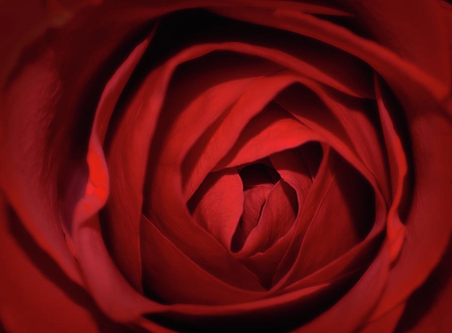 Still Life Photograph - The rose of love by Norma A Lahens