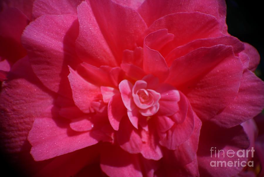 The Rose of Winter - Camellia Photograph by Maria Faria Rodrigues