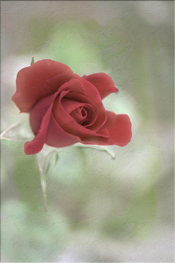 The Rose Speaks of Love Silently Photograph by Elaine Teague
