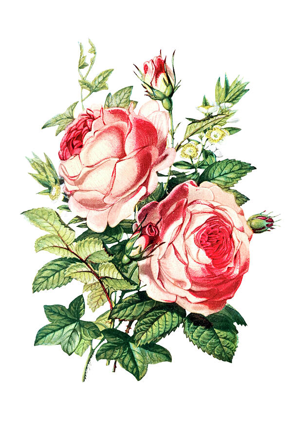 The Rose, The Myrtle And The Ivy Drawing