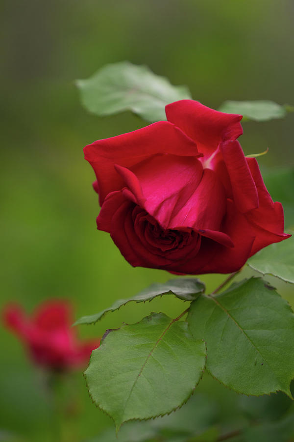 The Rose Photograph by Yuka Kato