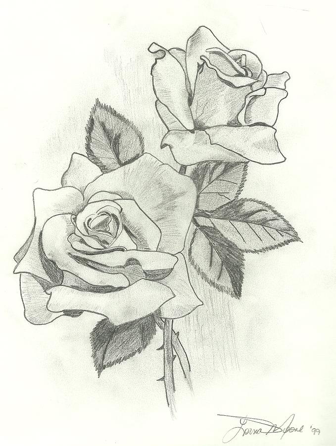 The Roses Drawing by Lorna Moone | Fine Art America