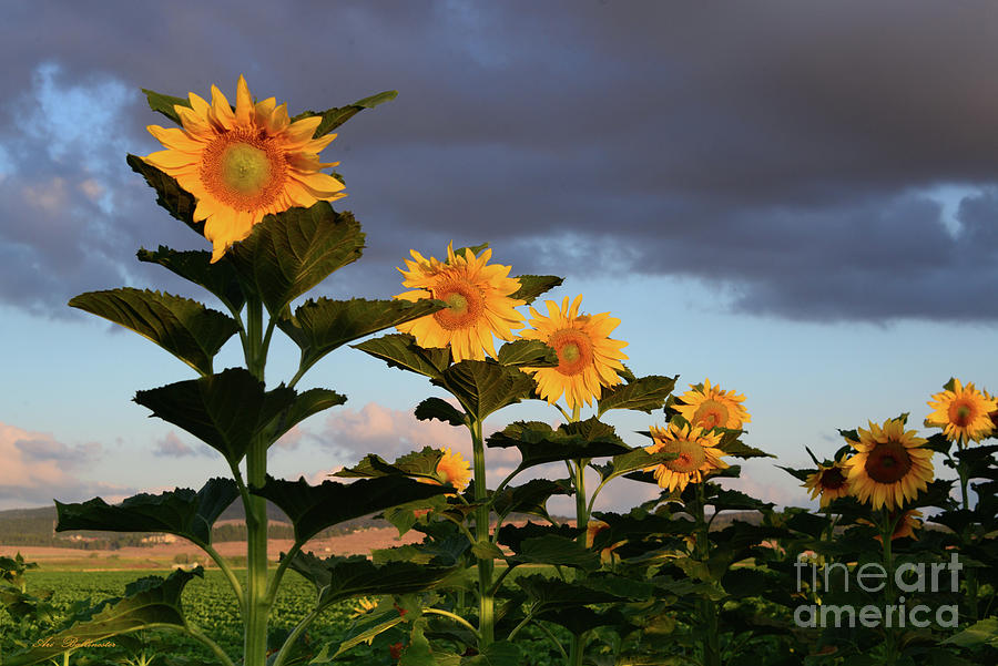 The row of sunflowers Photograph by Arik Baltinester