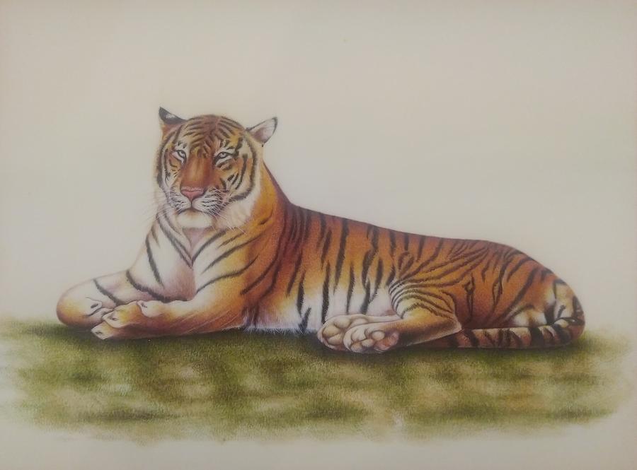 Royal Bengal Tiger Drawing by John Karst - Fine Art America
