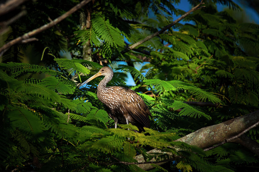 The Royal Limpkin Photograph by Mark Andrew Thomas