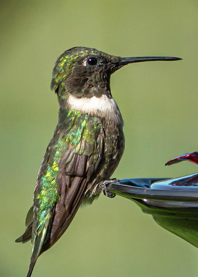 The Ruby Throated Hummingbird Photograph by Sandra Js
