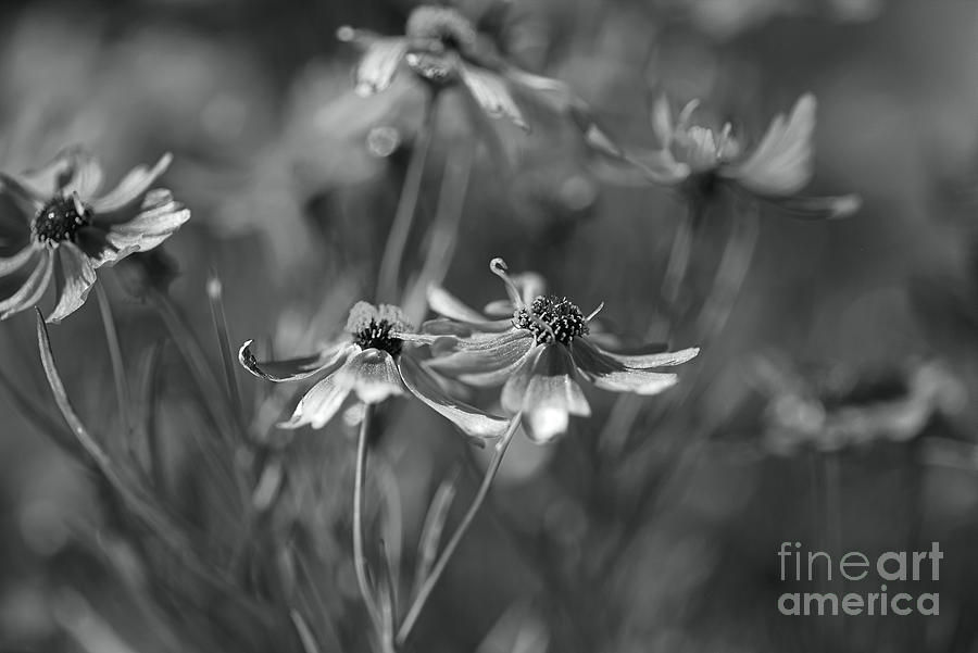 The Rum Punch Plant Coreopsis BW Photograph by Joy Watson