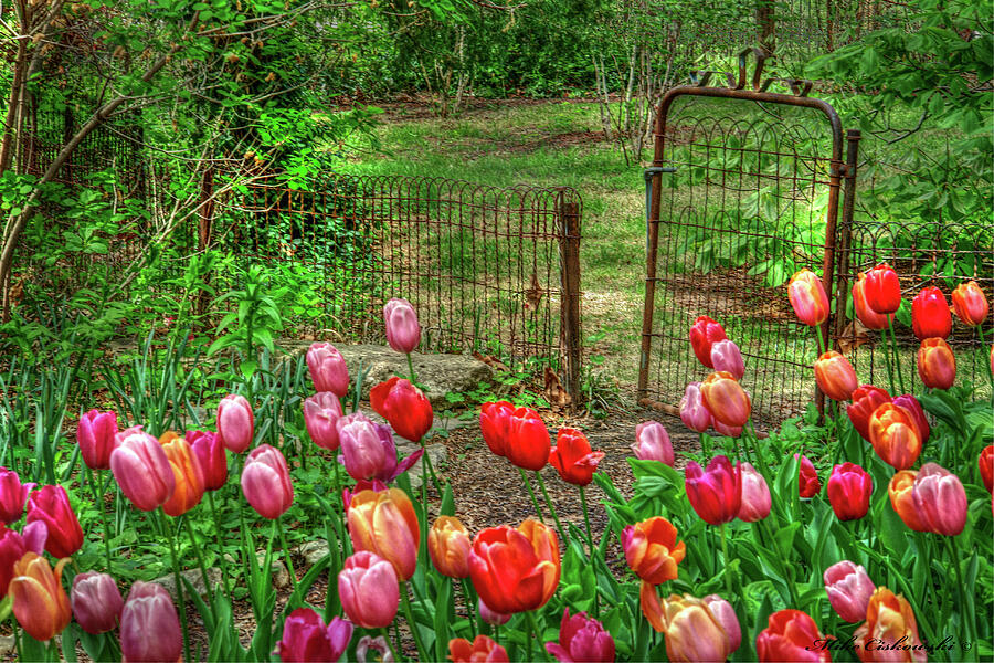 Tulip Photograph - The Rusty Gate by Michael Ciskowski