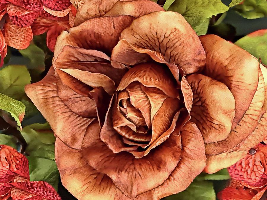 The Rusty Rose Photograph by Diana Angstadt
