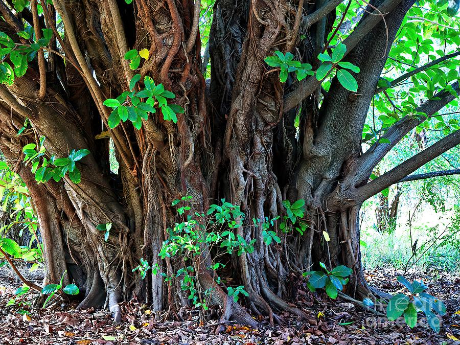 The Sacred Fig Tree Photograph by Gary Richards - Fine Art America