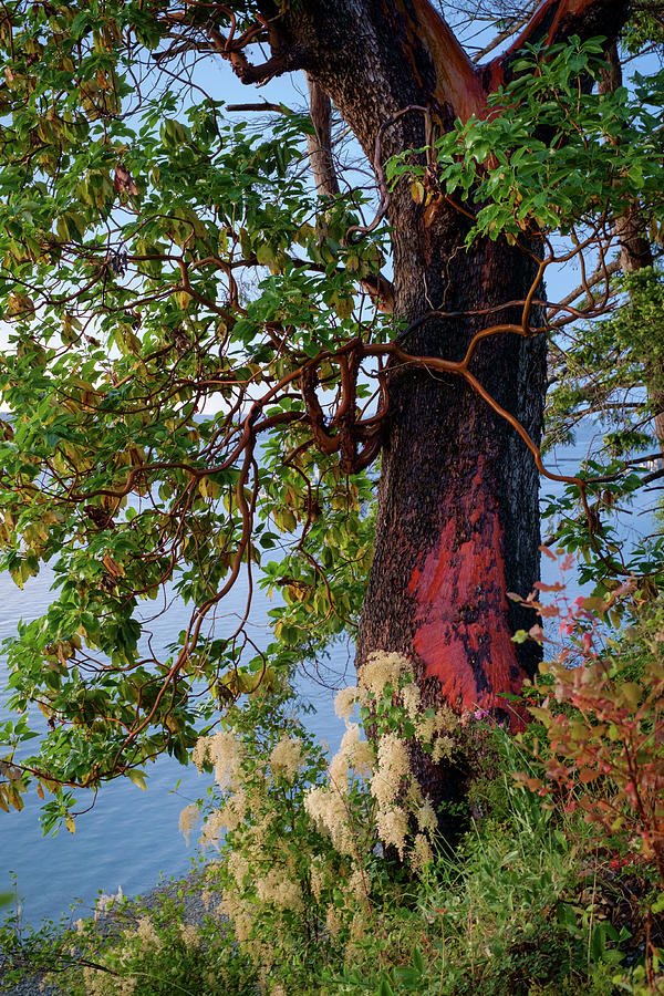 Tree Photograph - The Sacred Madrone Tree by Mary Lee Dereske