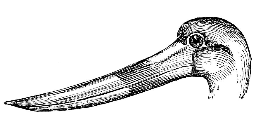 The saddle-billed stork (Ephippiorhynchus senegalensis) Drawing by Nastasic