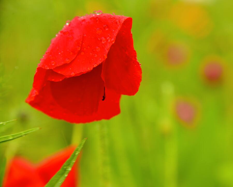 The Sadness Of A Red Poppy Photograph by Neil R Finlay