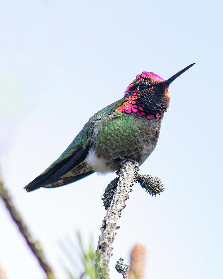 The Safeway Hummingbird Photograph by Lara Ellis