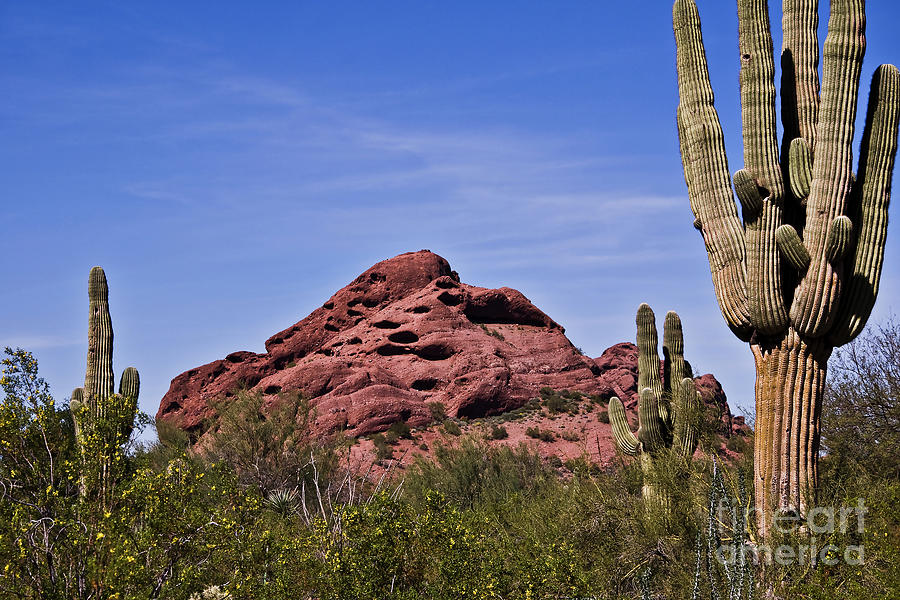 Nature Photograph - The Saguaro Cacti and Red Rocks by Kirt Tisdale