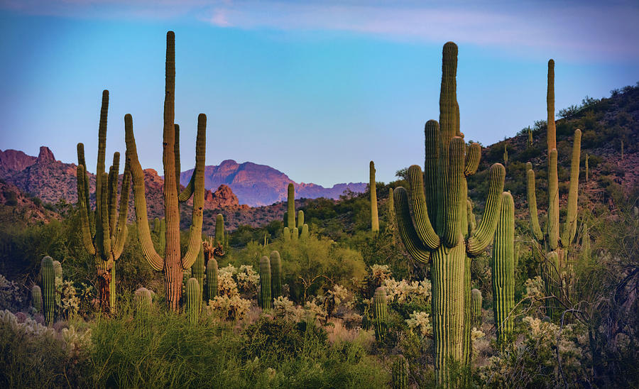 The Saguaro Of The Sonoran Photograph by Saija Lehtonen - Fine Art America