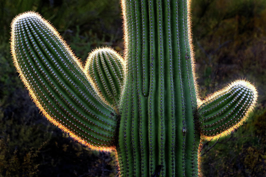 The Saguaros Aura Photograph by Douglas Taylor