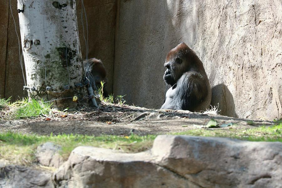 The San Diego Zoo Safari Park Photograph by Hector Ericksen