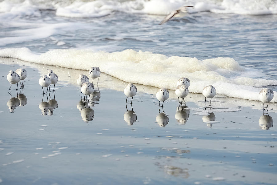 The Sanderlings Photograph by Jerry Cahill