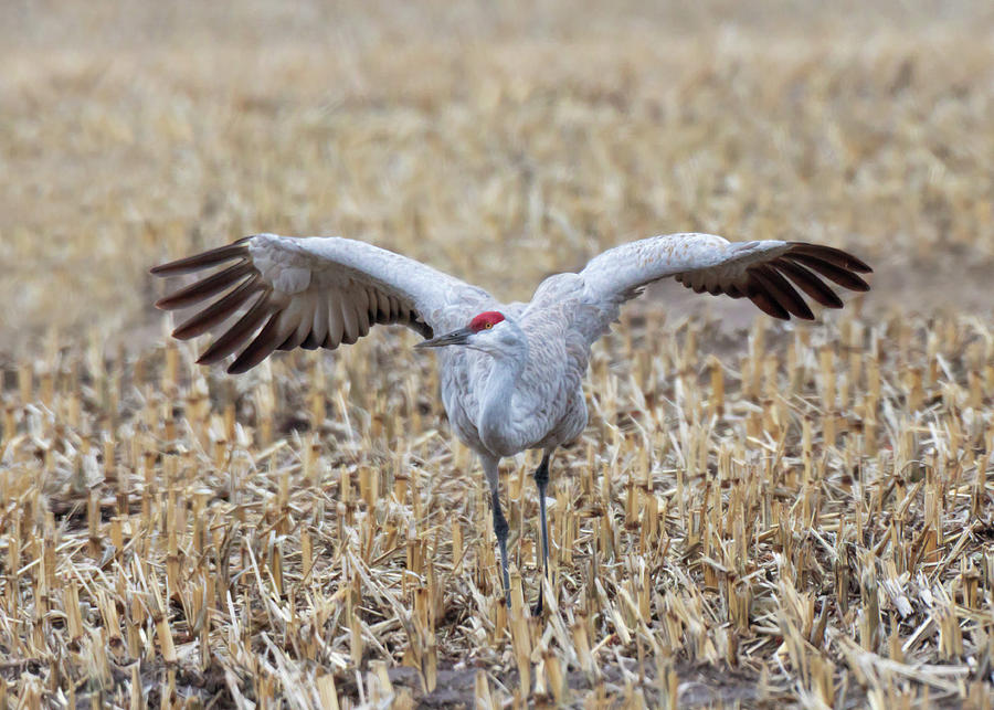 The Sandhill Crane Curtsey Photograph by Susan Rissi Tregoning