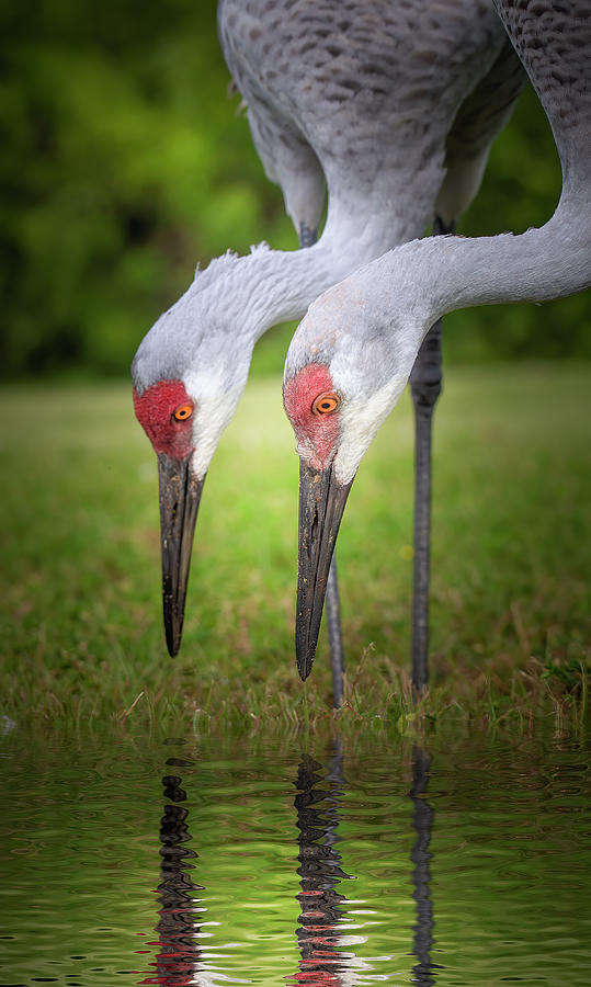 The Sandhill Twins Photograph by Mark Andrew Thomas