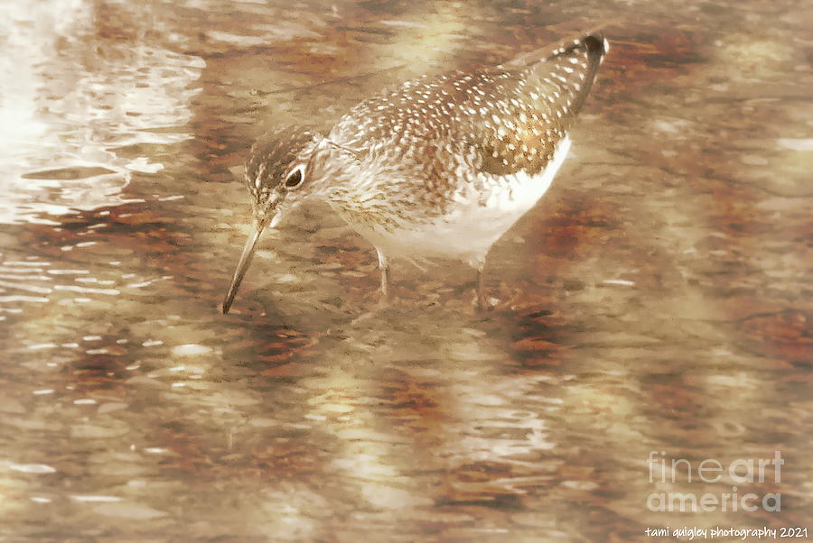 The Sandpiper  Photograph by Tami Quigley