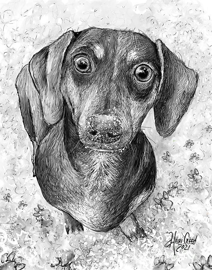 The Sandy Dachshund Drawing by Heidi Creed - Fine Art America