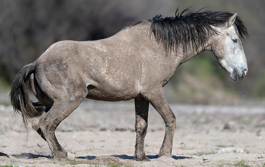The Sandy Grey Stallion. Photograph by Paul Martin