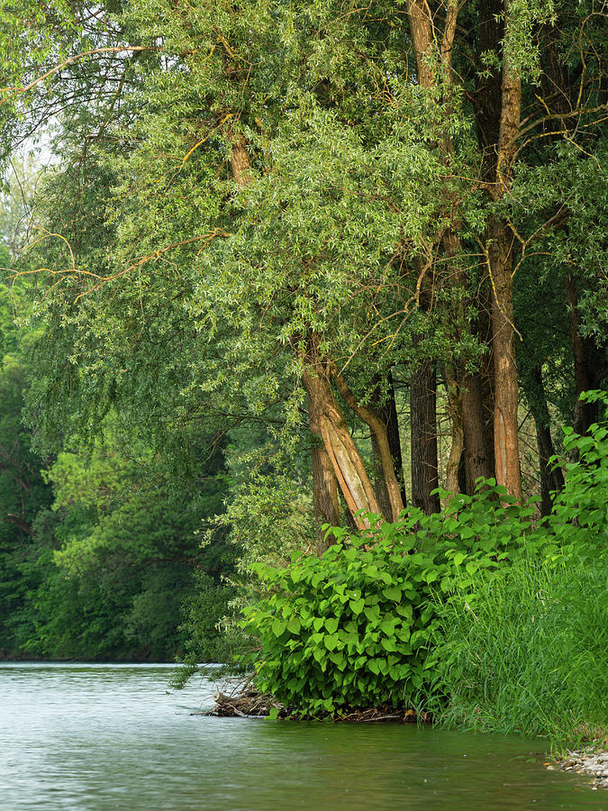 The Sava River in Summer Photograph by Ian Middleton