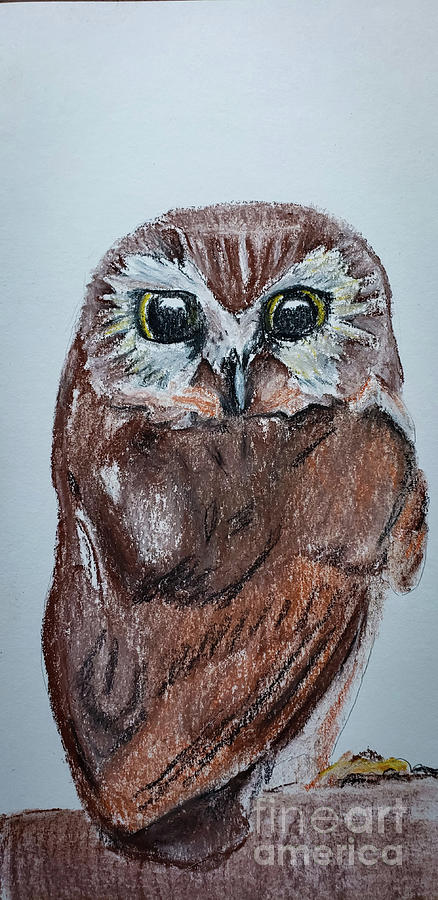 The Saw-Whet owl Pastel by Mary Capriole