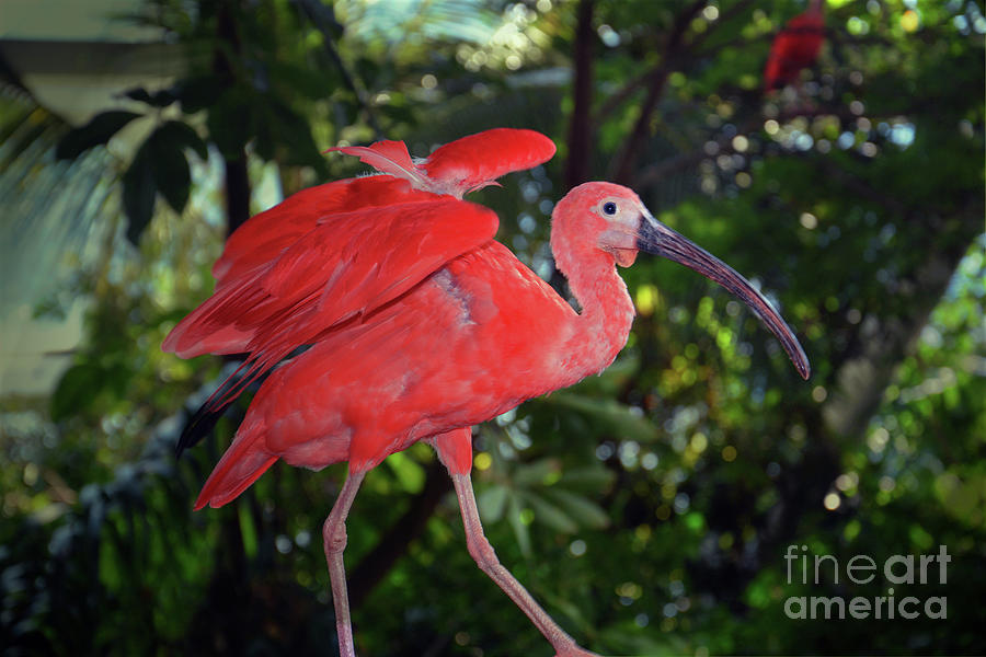 The Scarlet Ibis  Photograph by Savannah Gibbs