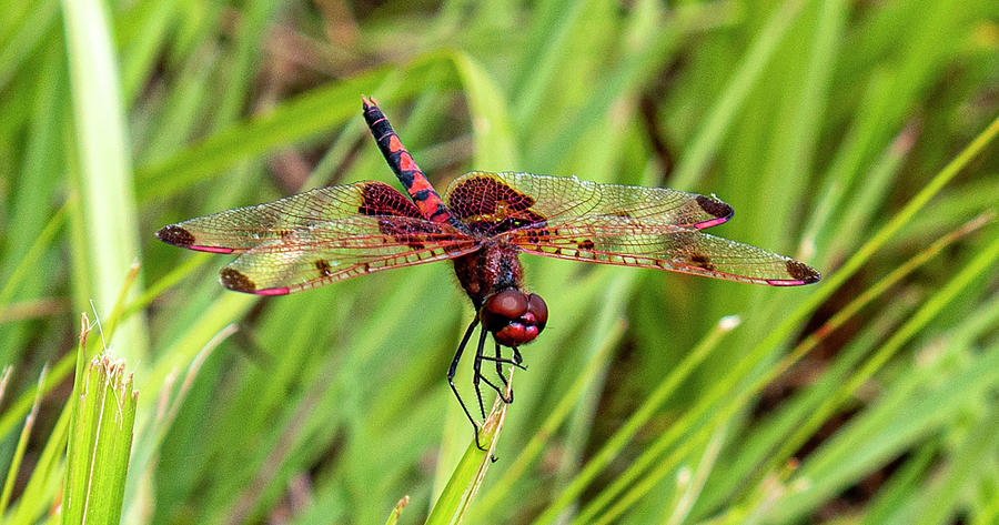 The Scarlett Calico Pennant Photograph by Double AA Photography