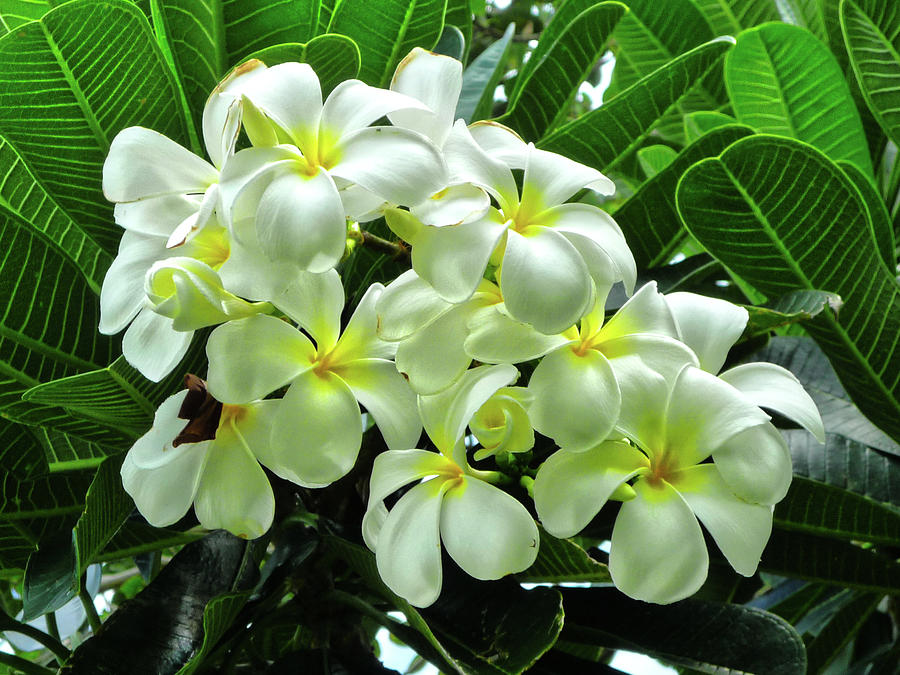 The Scent of Frangipani Photograph by Sam Hall - Fine Art America