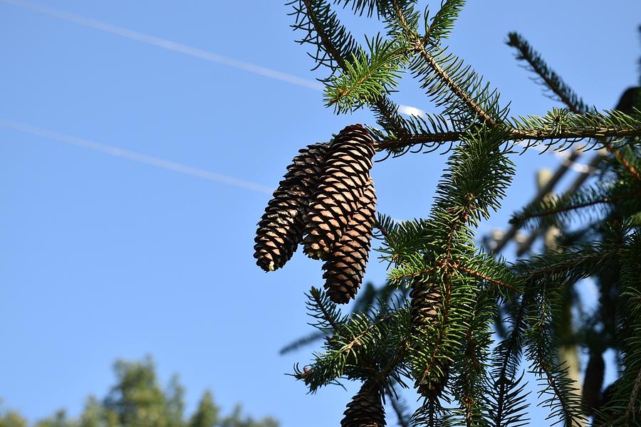 The scent of pine Photograph by Deanna Baldwin - Fine Art America