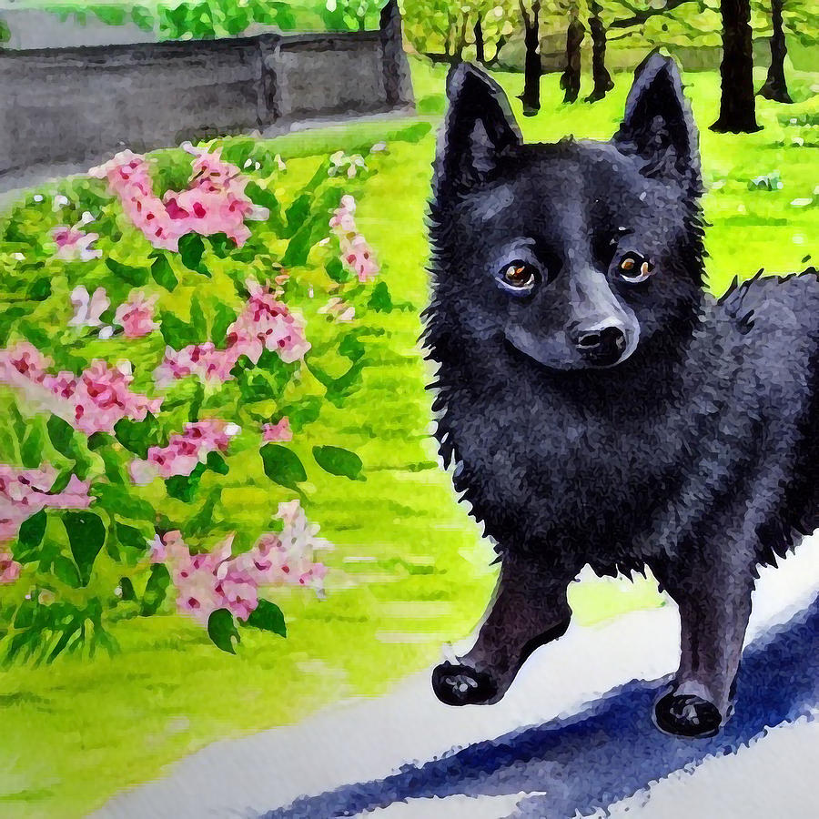 The Schipperke Dog and cherry blossoms Digital Art by Adrien Efren - Pixels