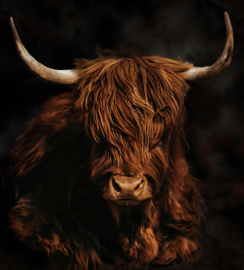 The Scottish Highland Cow Photograph by Ashley Hillman - Fine Art America