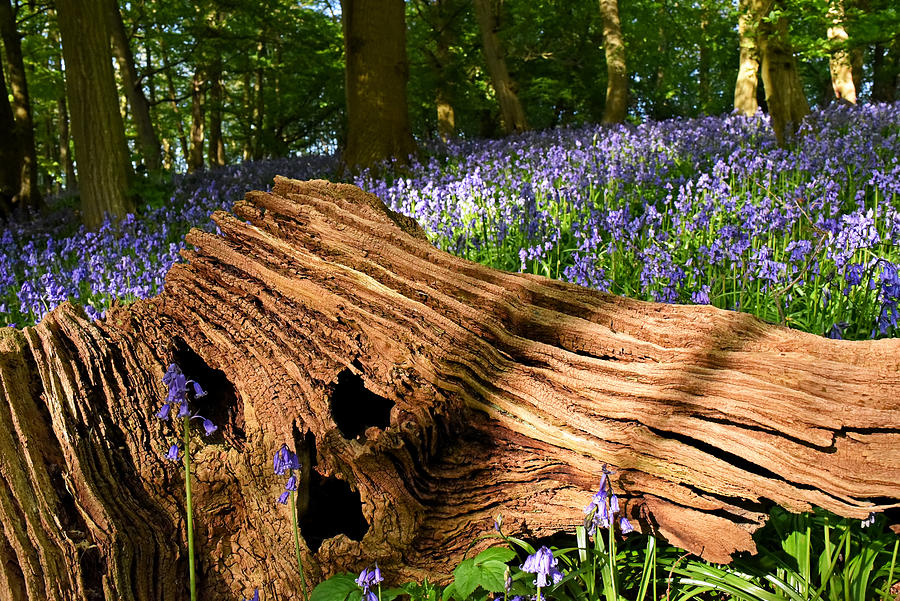 The Scream In The Bluebell Wood Photograph by Gill Billington