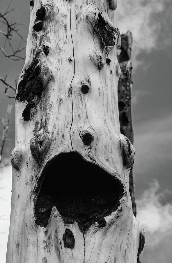 The Scream Photograph by Louise Kornreich