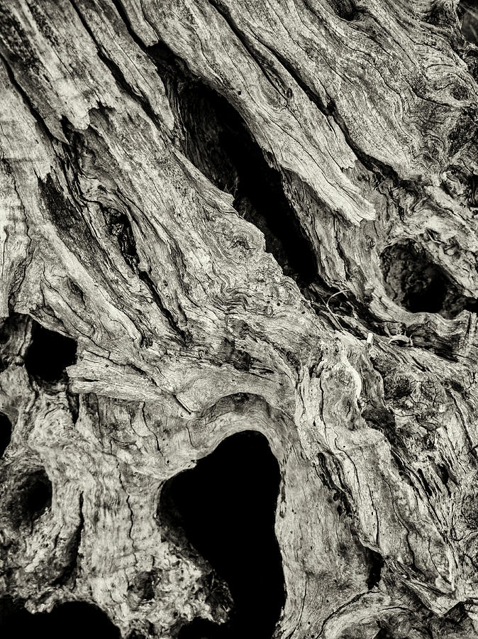 The sculptural effects of age and weathering on the trunk of an old olive tree, Andalucia, Spain Photograph by Panoramic Images