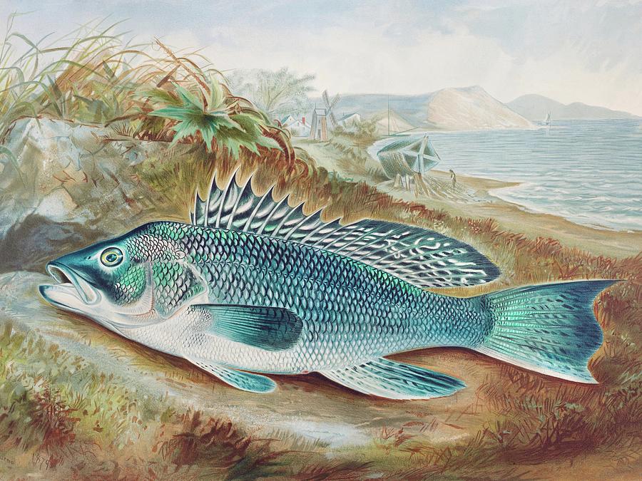 Nature Painting - The Sea Bass by Samuel Kilbourne